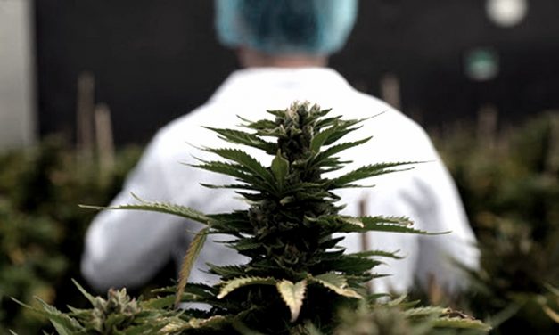 Argentina y Brasil acordaron impulsar la producción y comercialización del cannabis