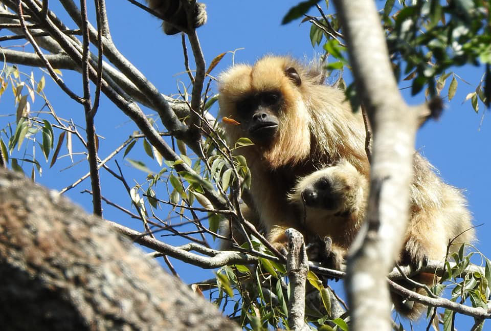 Proponen declarar Monumento Natural a los monos aulladores La