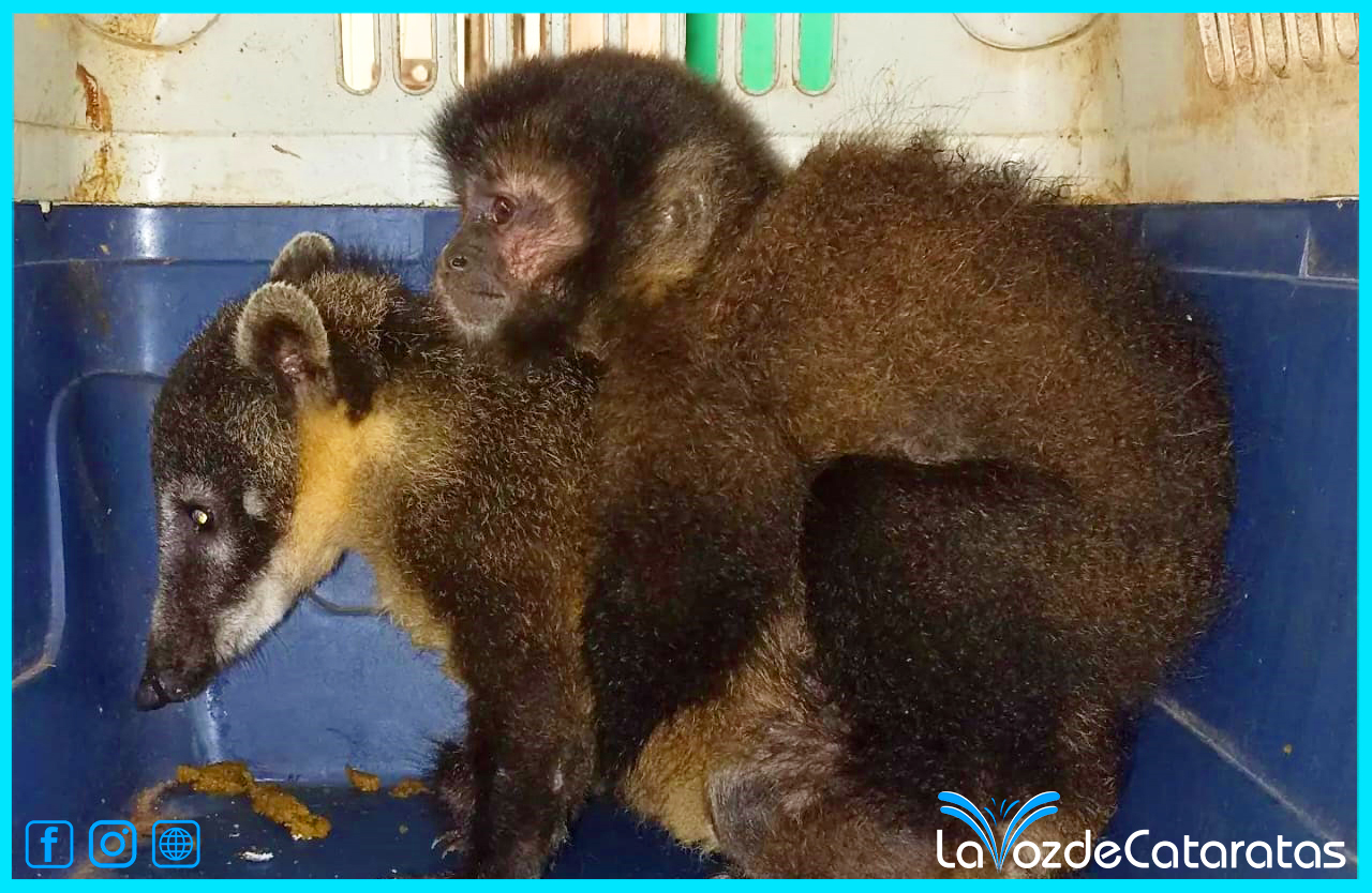 Durante el año 2022 ingresaron al refugio de animales silvestres Güirá