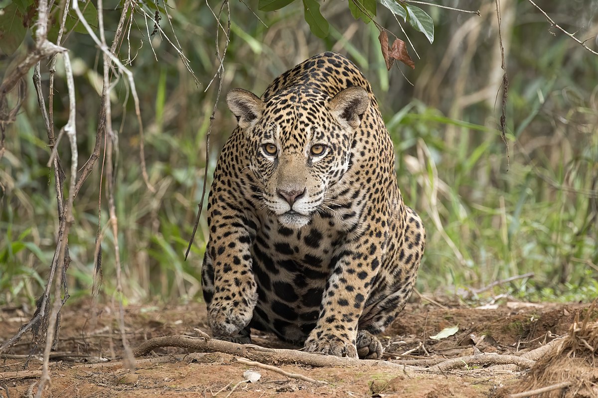 Día Mundial de la Vida Silvestre: la Fundación en Iguazú pone énfasis