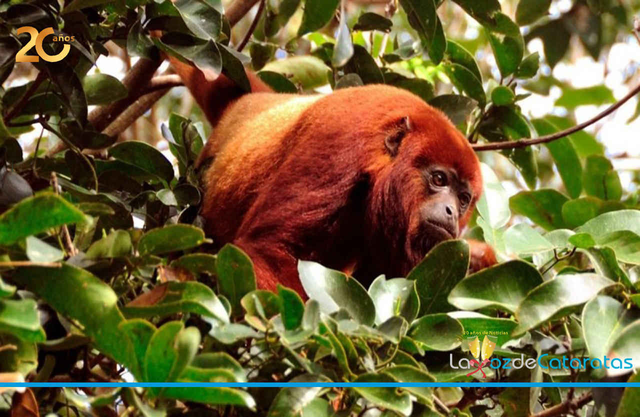 Delinean un Plan para recuperar poblaciones del mono aullador rojo La