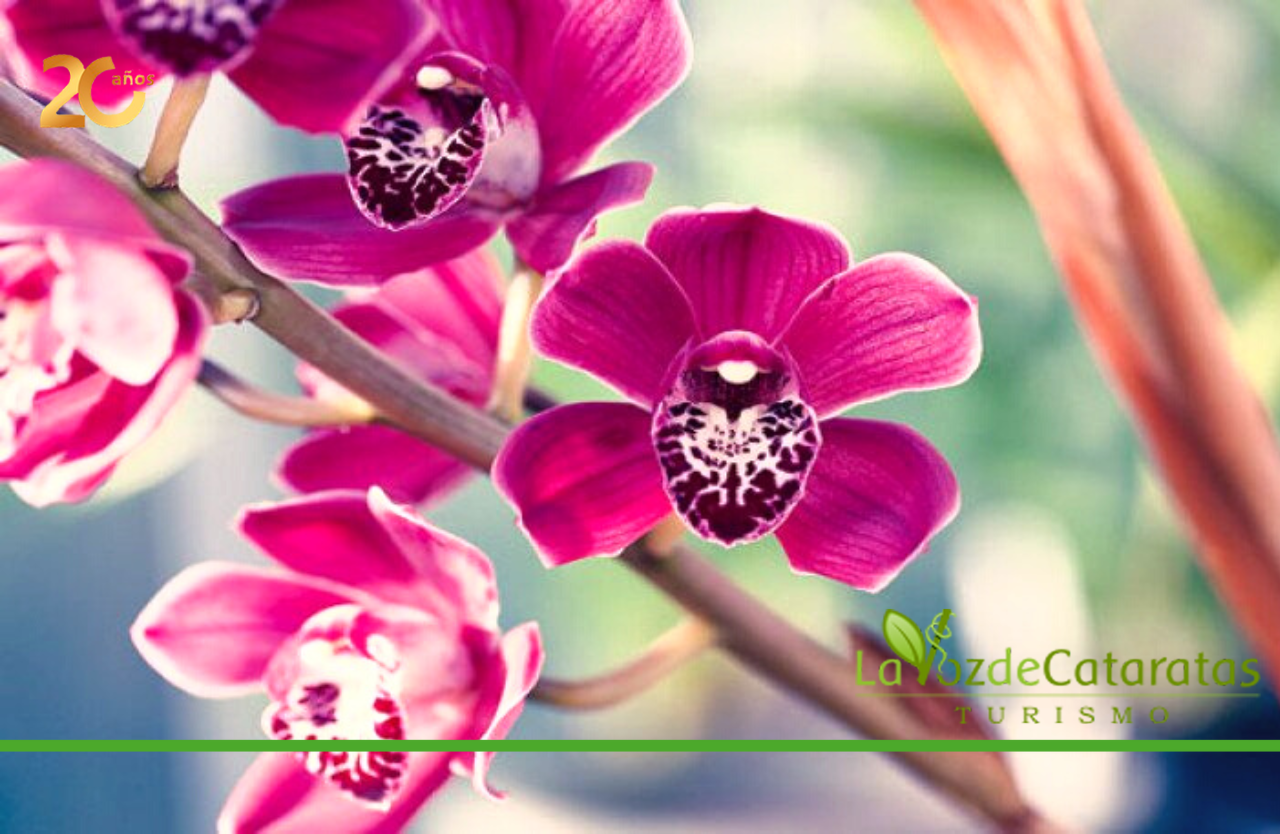 Fiesta Nacional de la Orquídea y Provincial de la Flor del del 11 al 16