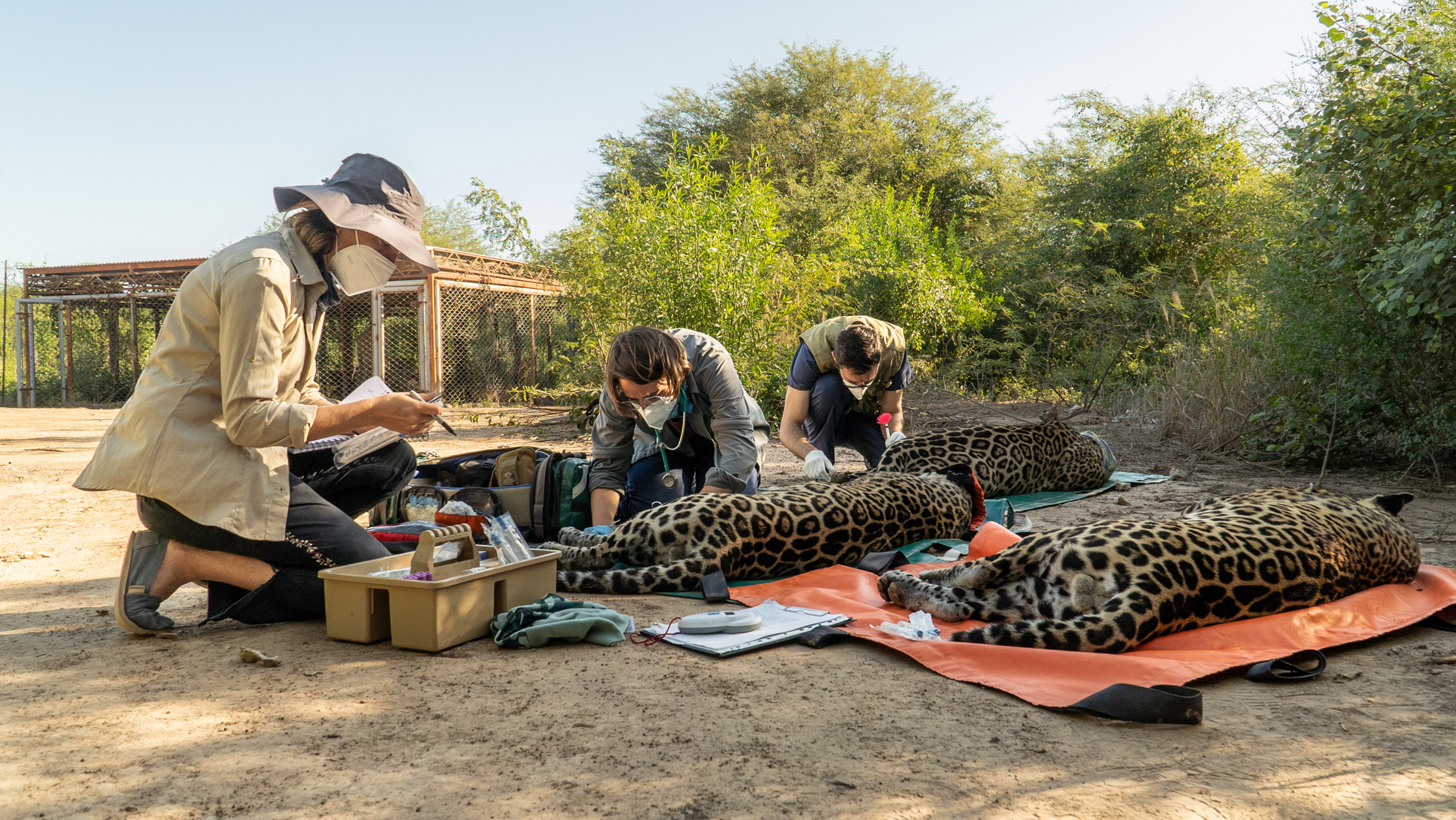 3 - Chaqueo sanitario previo a traslado internacional - Sebastián Navajas - Fundación Rewilding Argentina - -