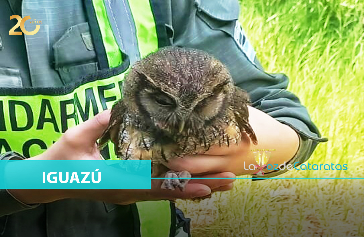 Gendarmes auxilian a una lechuza herida y la trasladaron al centro