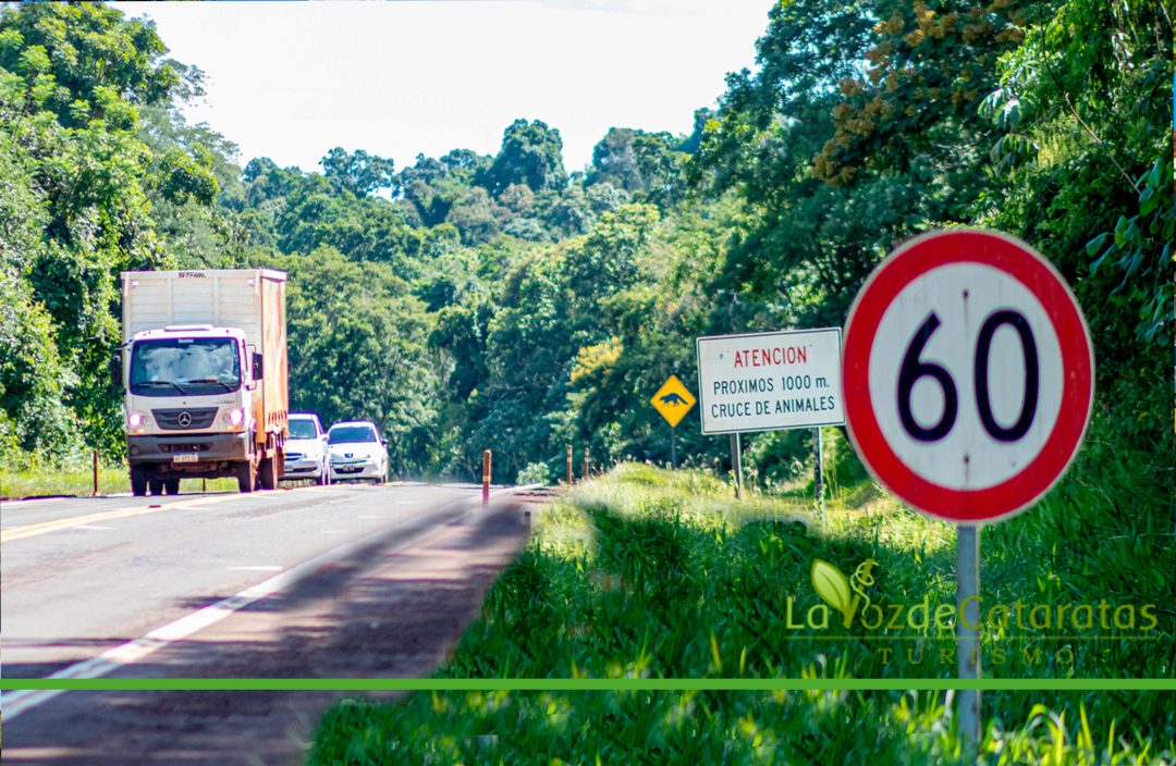 Bajemos un cambio: Fundación Vida Silvestre Argentina recuerda la necesidad de respetar los límites de velocidad imagen-4