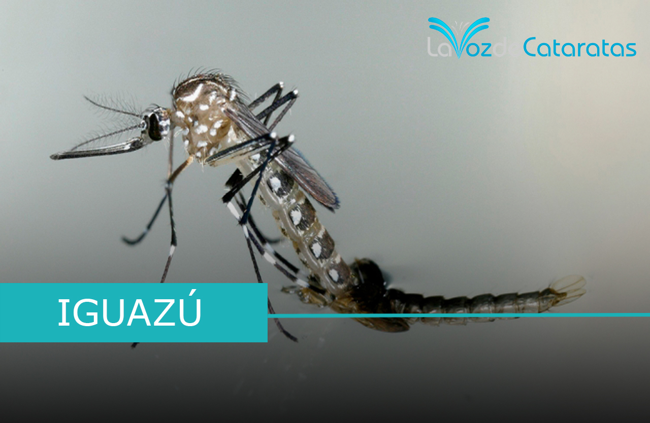 dengue tecnologia nuclear