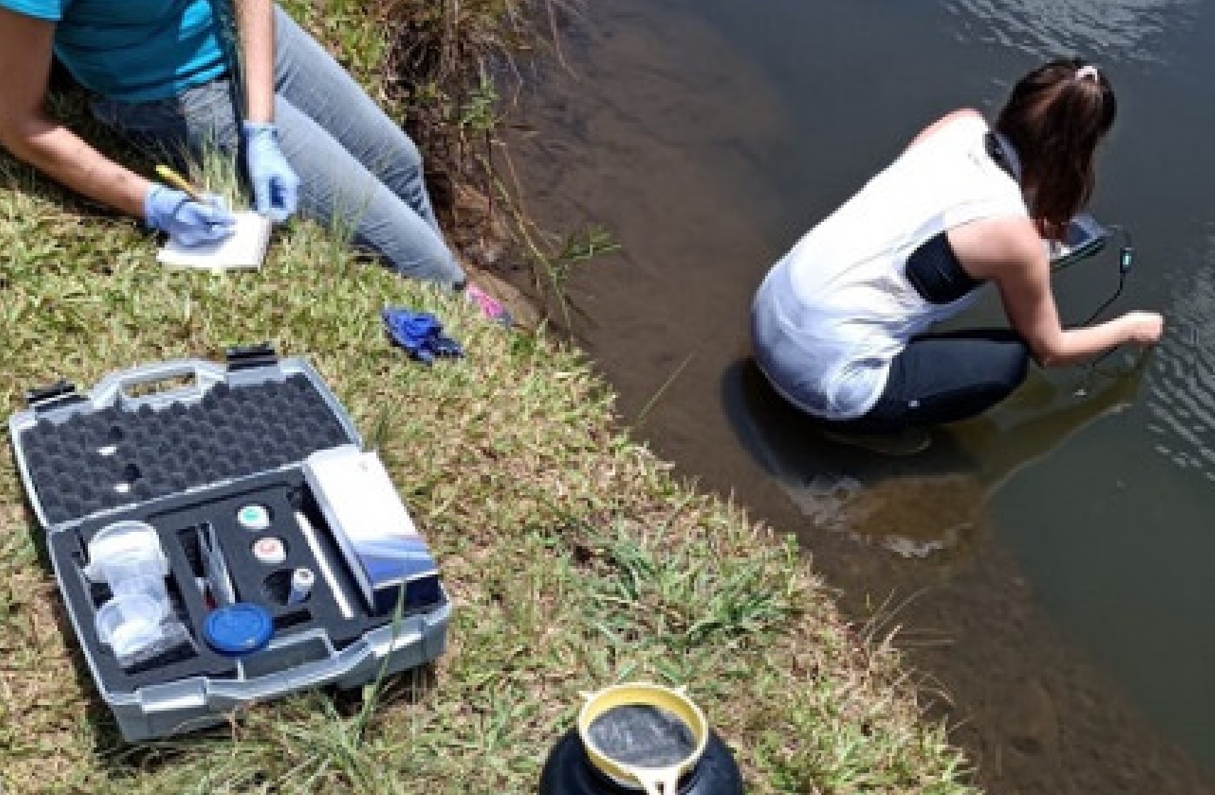 Detectan medusas de agua dulce en Misiones: un riesgo potencial para la salud humana imagen-5