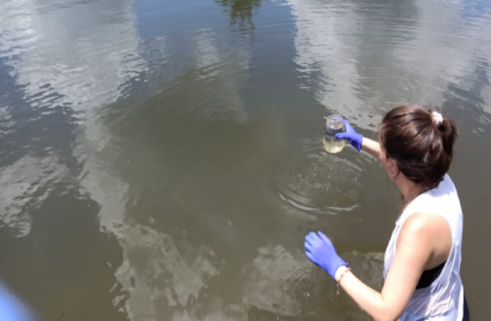 Detectan medusas de agua dulce en Misiones: un riesgo potencial para la salud humana imagen-7