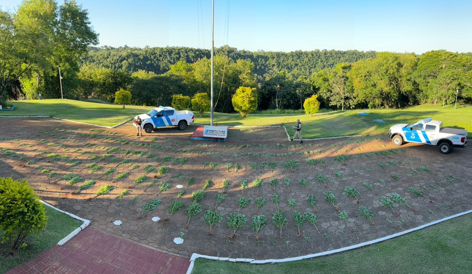 Prefectura descubrió y secuestró una plantación de marihuana en Iguazú imagen-8