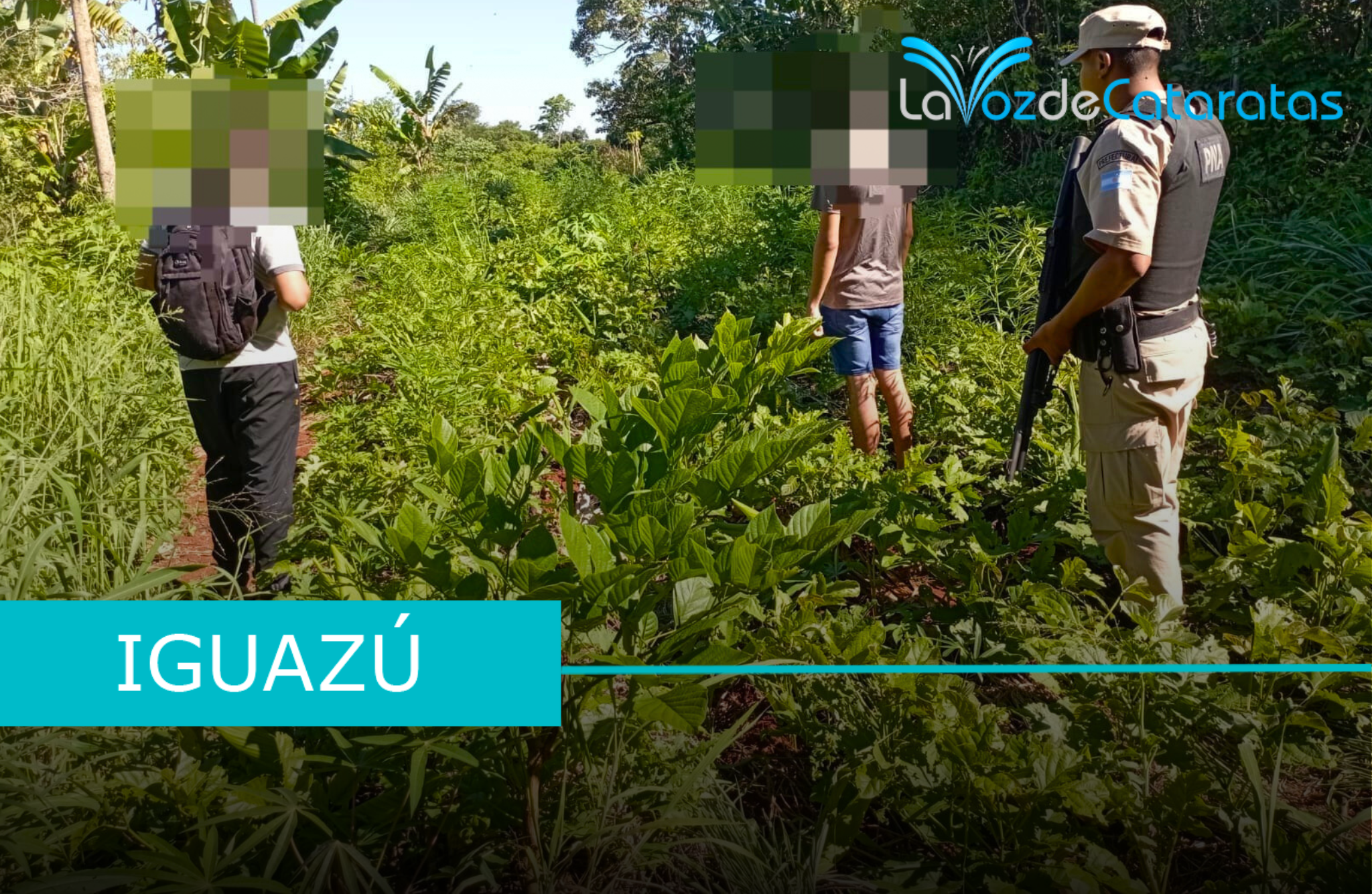 Prefectura descubrió y secuestró una plantación de marihuana en Iguazú imagen-6