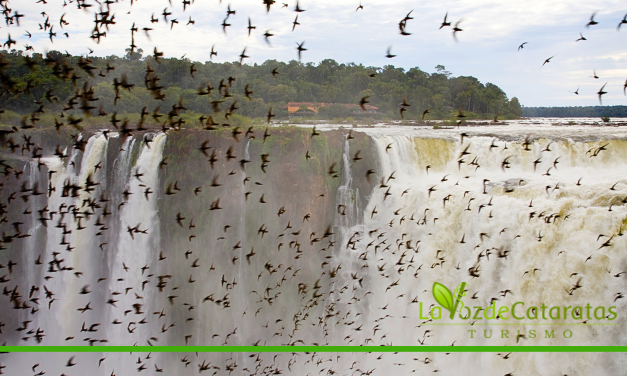 Resiliencia en el Turismo: Iguazú y su capacidad de reinventarse