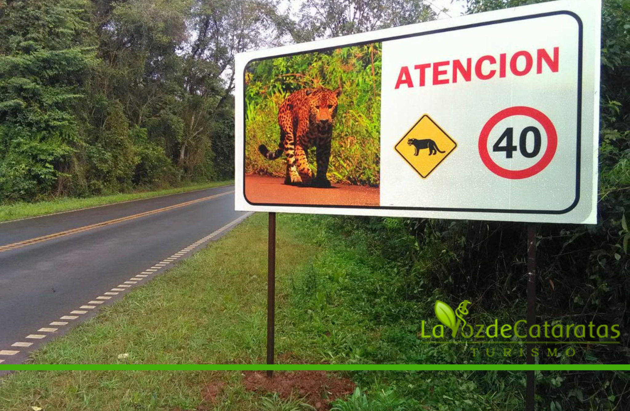 atropellamiento de fauna