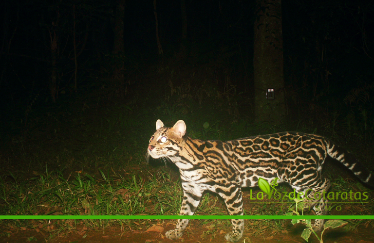 Paula Cruz: la bióloga que rastrea a los felinos de la selva misionera para su conservación imagen-7