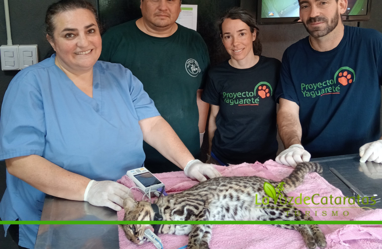 Paula Cruz: la bióloga que rastrea a los felinos de la selva misionera para su conservación imagen-9