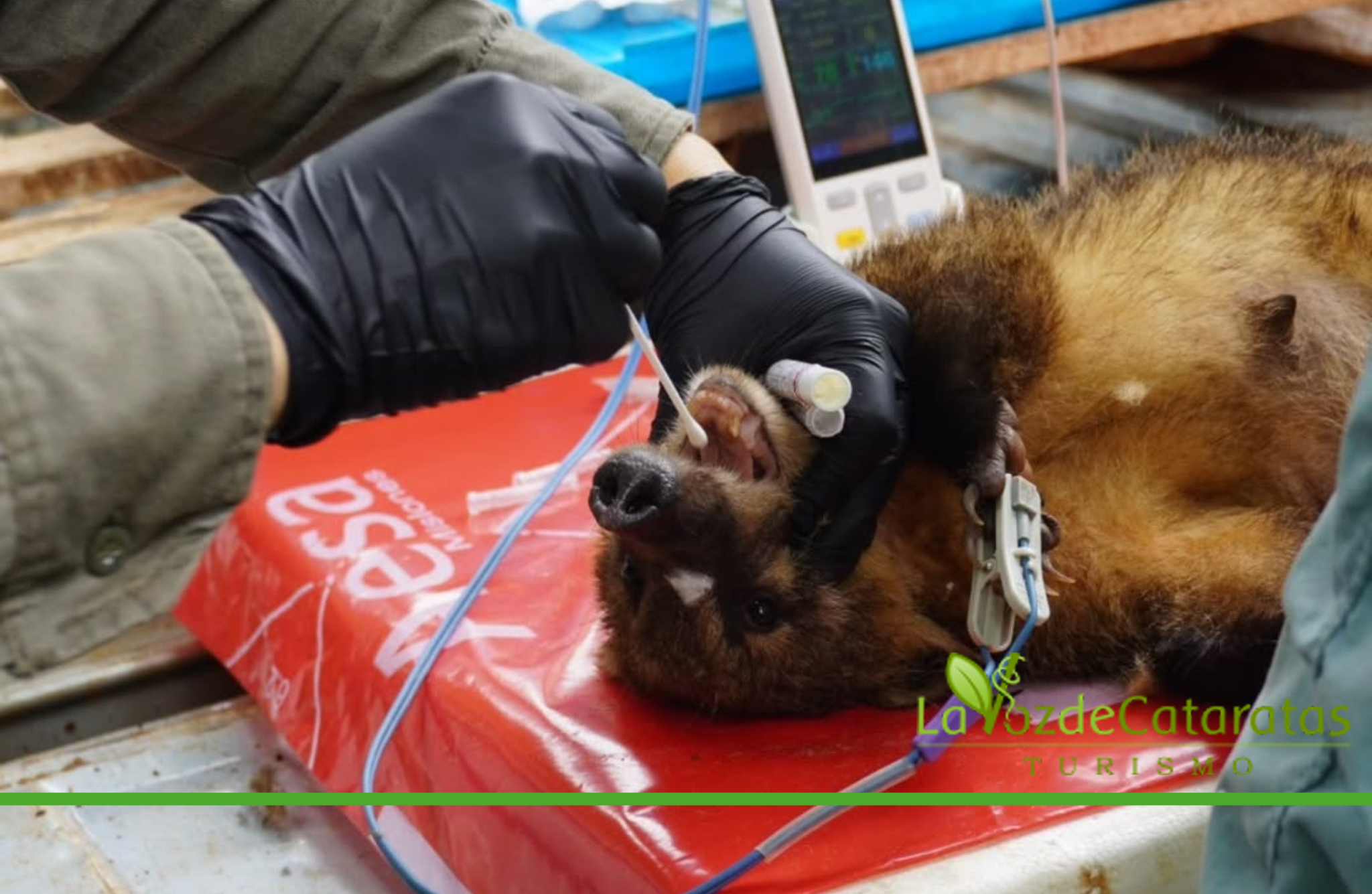 Bebés coatí: aparecen las primeras crías mientras avanza la investigación sobre el impacto humano  imagen-7