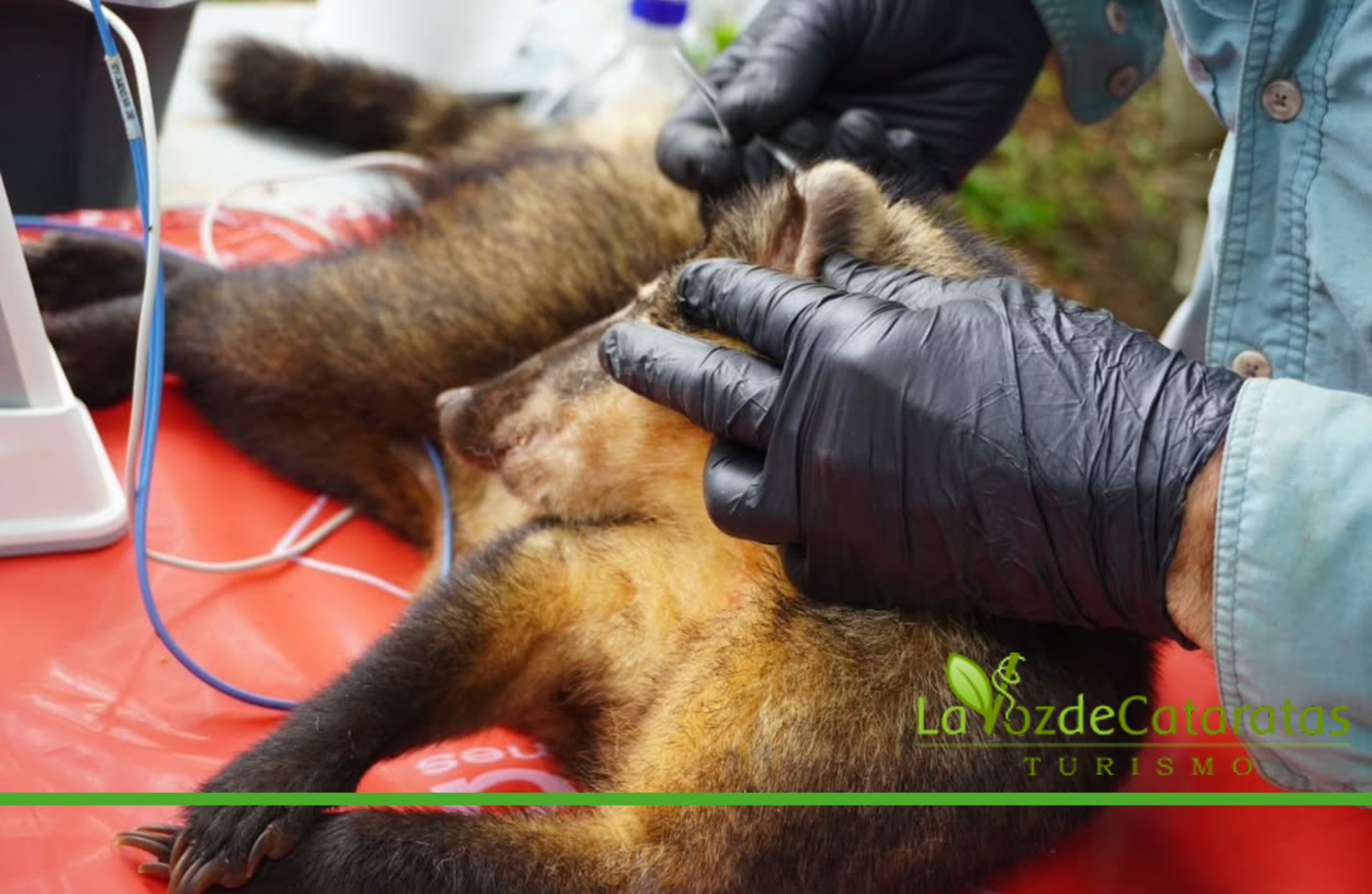 Bebés coatí: aparecen las primeras crías mientras avanza la investigación sobre el impacto humano  imagen-9