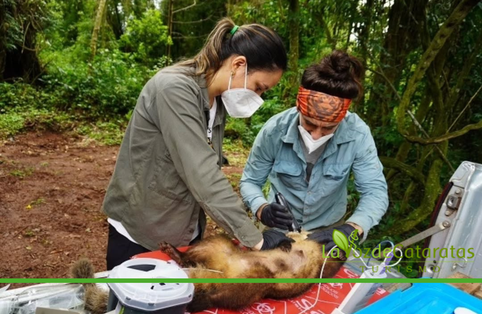 Bebés coatí: aparecen las primeras crías mientras avanza la investigación sobre el impacto humano  imagen-5