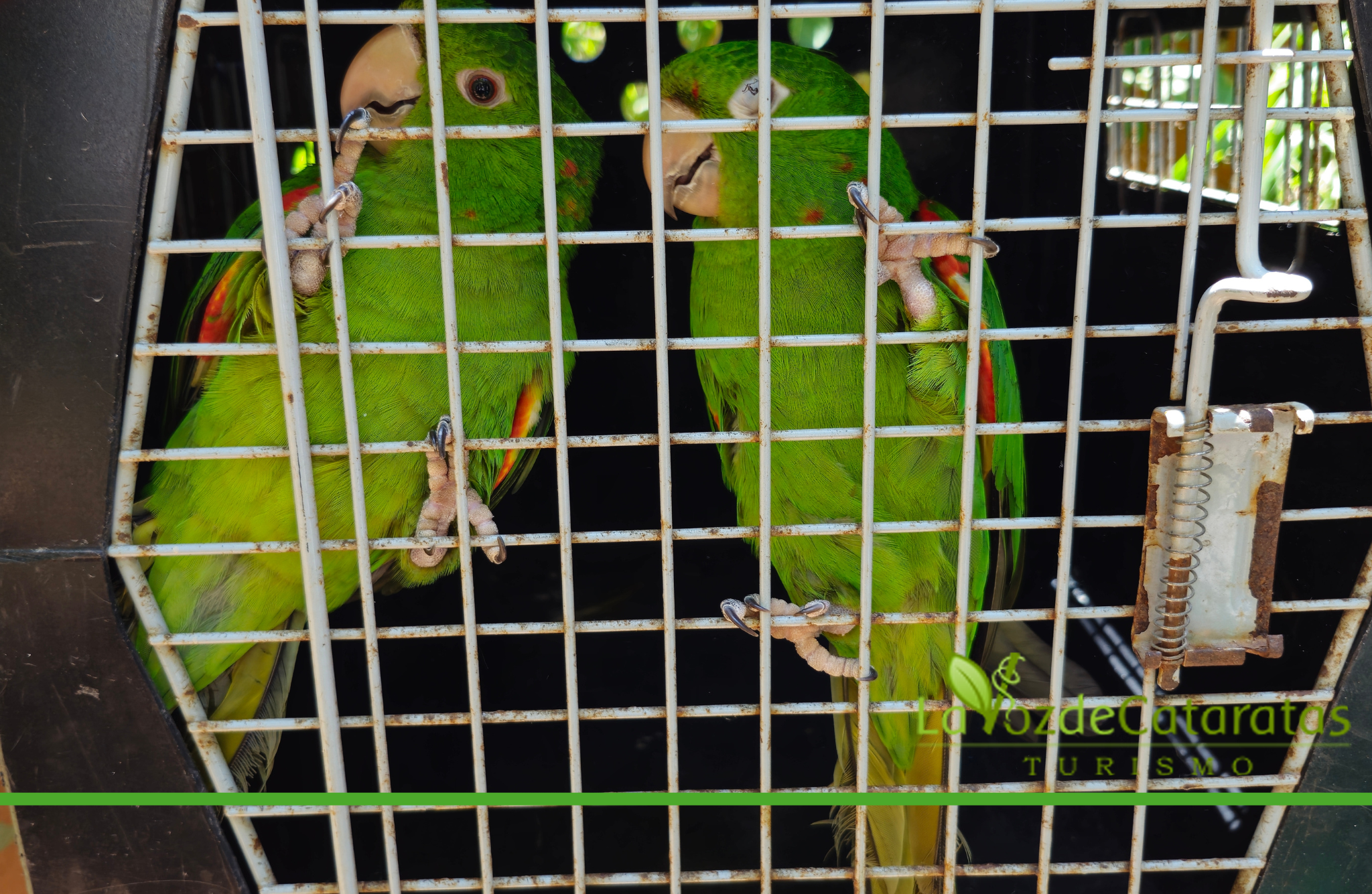 Rescataron dos «loros calancate ala roja» en un domicilio de barrio Riveras del Paraná imagen-5