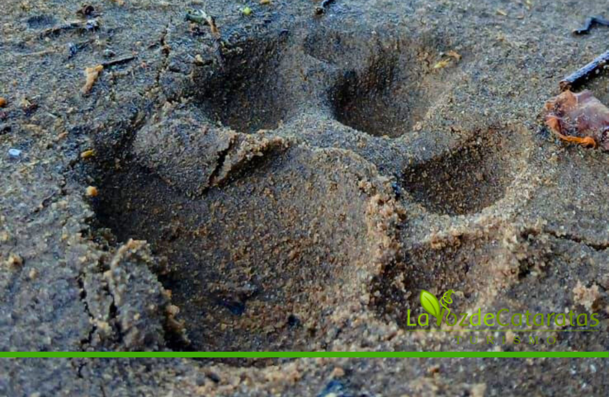 Avistaron una hembra de yaguareté con sus dos crías durante un patrullaje en el Parque Nacional Iguazú imagen-7