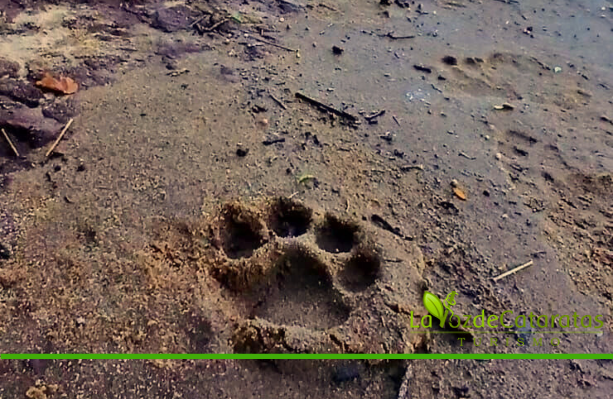 Avistaron una hembra de yaguareté con sus dos crías durante un patrullaje en el Parque Nacional Iguazú imagen-5