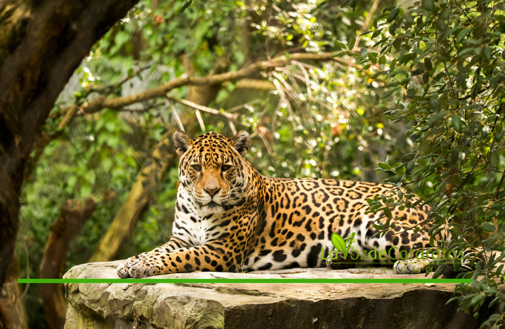 Seguro del yaguareté: amplían la cobertura tras resultados positivos en su primer año imagen-6