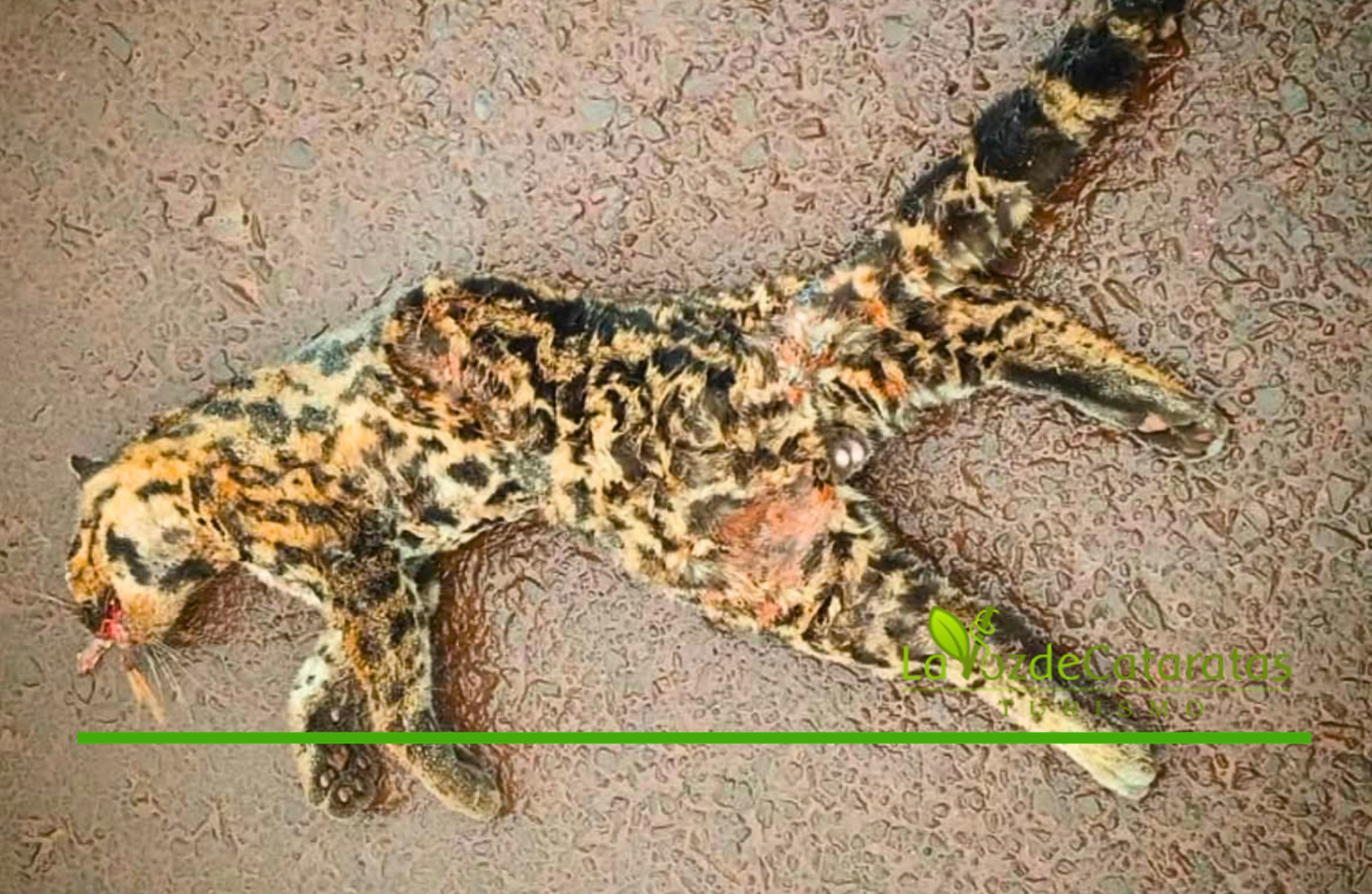 El desafío de convivir con la fauna: un ocelote murió atropellado sobre la Ruta 12 imagen-6