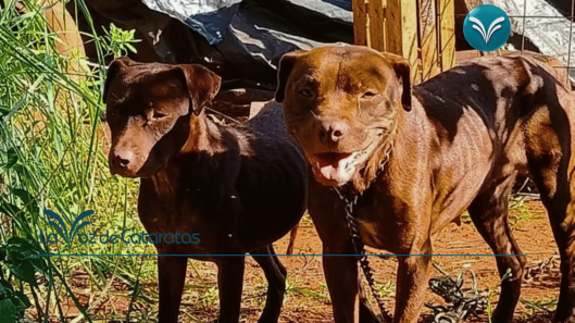 Abandonaron a dos perras pitbull preñadas y heridas en las 2.000 Hectáreas piden ayuda urgente para rescatarlas