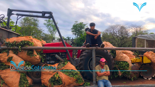 Ante la llegada de Milei, el sector yerbatero se movilizó hasta Iguazú (2)
