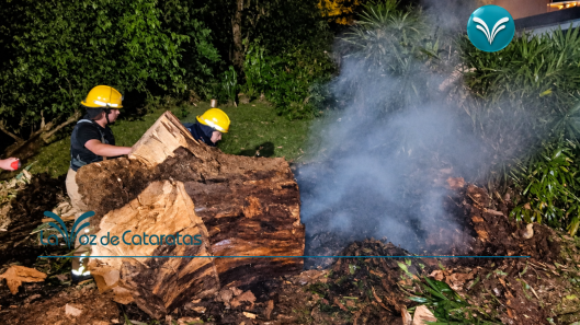 Bomberos combatieron un inusual incendio en el interior de un árbol caído