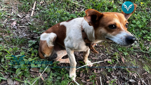 Coraje, el perro que sobrevivió al maltrato, enfrentó a un yaguareté y hoy vive con tres patas