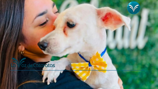 Día del Perro Adoptado una segunda oportunidad que puede convertirse en una historia de amor