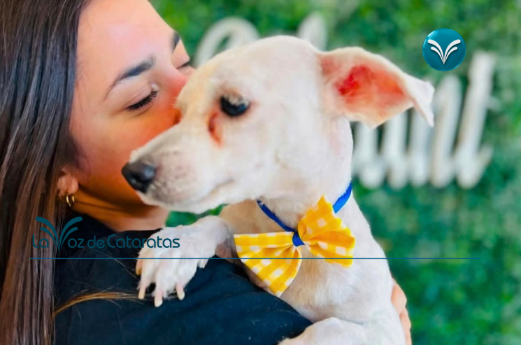 Día del Perro Adoptado una segunda oportunidad que puede convertirse en una historia de amor