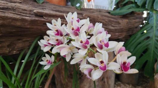 Fiesta Nacional de la Orquídea y Fiesta Provincial de la Flor
