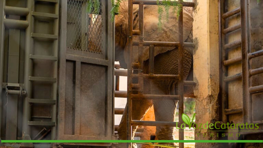 Kenya la elefante