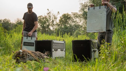 Liberación Ocelote - Iberá Noviembre 2023 - Sebastián Navajas - Fundación Rewilding Argentina -03254