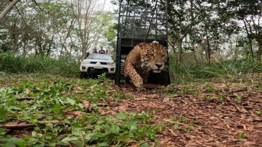 Liberaron al yaguareté de Foz do Iguaçu