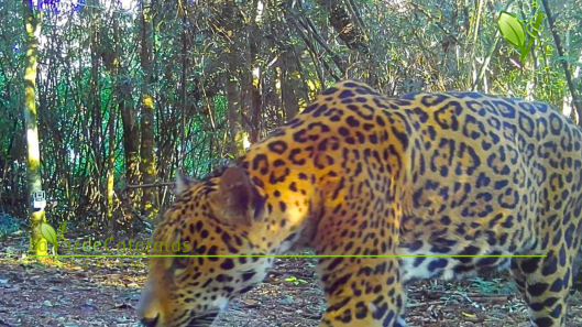 Registraron un nuevo yaguareté en el Parque Nacional do Iguaçu y lo bautizaron Umbujá