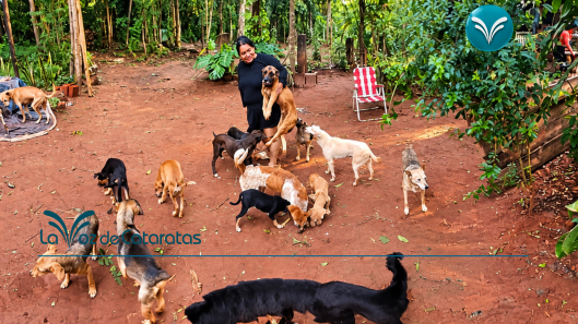 Rescatar también cuesta Tierra Sin Mal pide ayuda para afrontar una deuda veterinaria de más de $1,3 millones