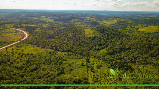 Vida Silvestre ya superó los 200.000 árboles nativos