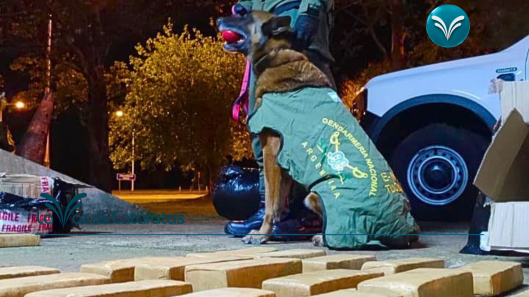 “Yang” marcó los equipajes hallaron 142 kilos de marihuana en un colectivo que salió de Iguazú (1)