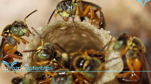 abejas}