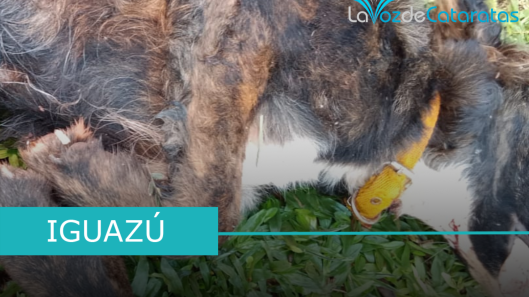 ataques a perros de yaguarete