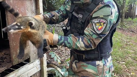 coati
