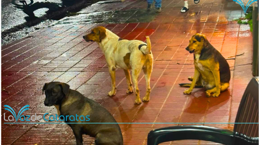 colecta para perros callejeros del centro