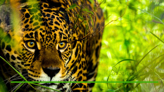 concurso “El yaguareté nos cuenta la selva”