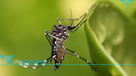 dengue (2)