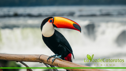 encuentro internacional de aves en iguazu