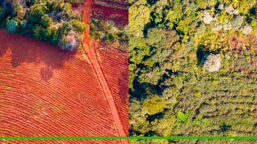 fundacion vida silvestre reforestacion