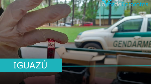 gendarmeria incauto cogollos de marihuana en iguazu