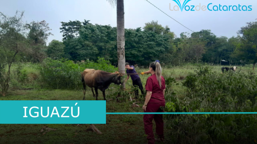 inmiunizacion animales 2000 hectareas